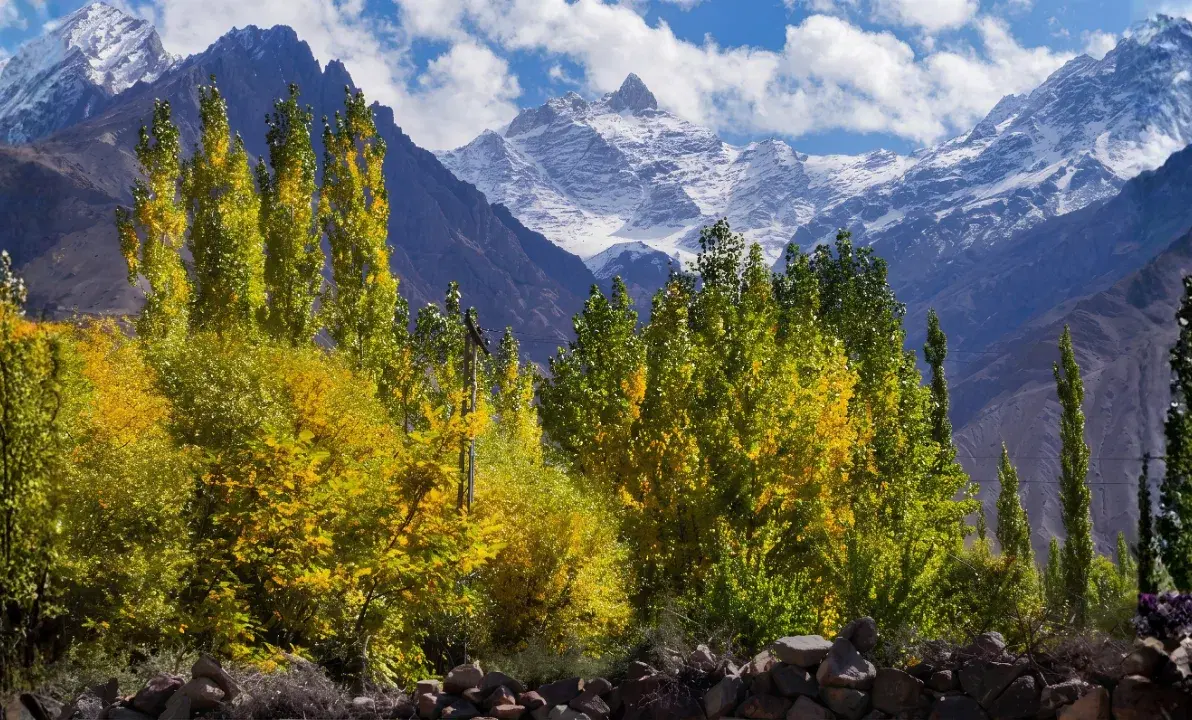 Autumn poplars in front of snow-covered peaks in northern Pakistan.