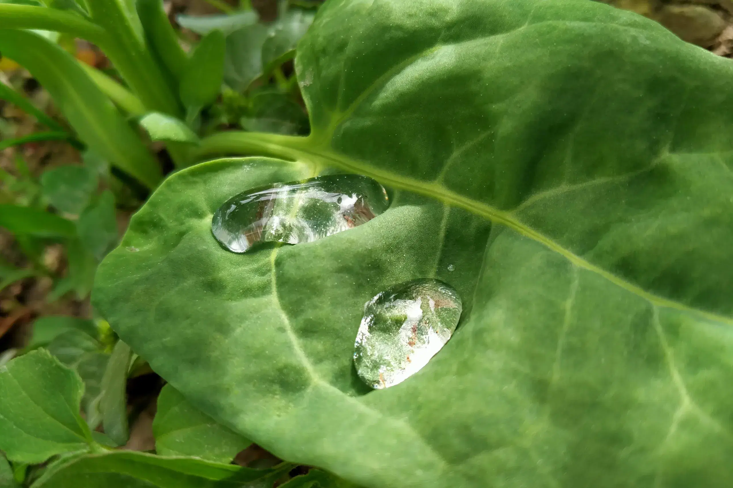 Water droplets held on a leaf.